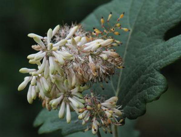 Extracto de Macleaya Cordata