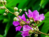 Extracto de hoja de banaba