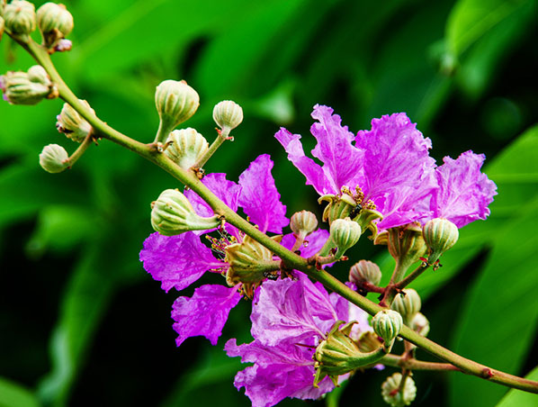 Extracto de hoja de banaba