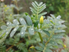 Extracto de Tribulus Terrestris