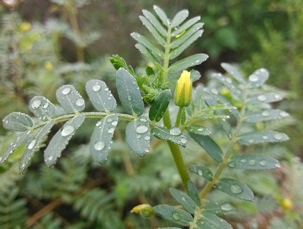 Extracto de Tribulus Terrestris