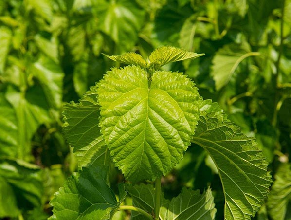 Extracto de hoja de morera