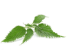 Extracto de ortiga
