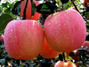 Extracto de manzana