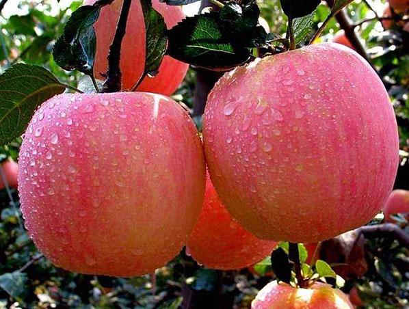Extracto de manzana