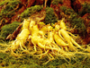 Extracto de ginseng
