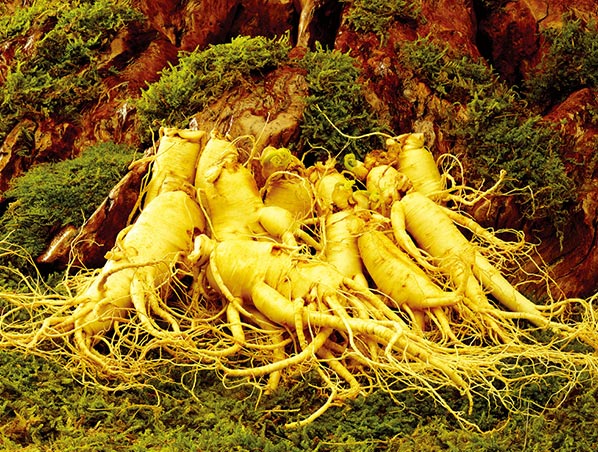 Extracto de ginseng