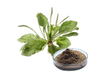 Extracto de hierba de plantago