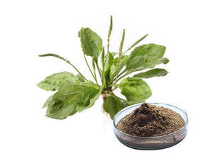 Extracto de hierba de plantago