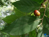 Extracto de Pygeum Africanum