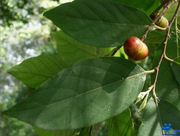 Extracto de Pygeum Africanum
