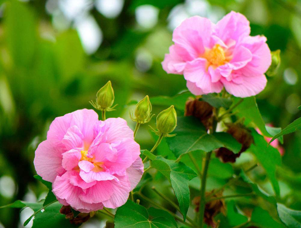 Extracto de flor de hibisco