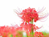 Extracto de hierba Lycoris Radiata