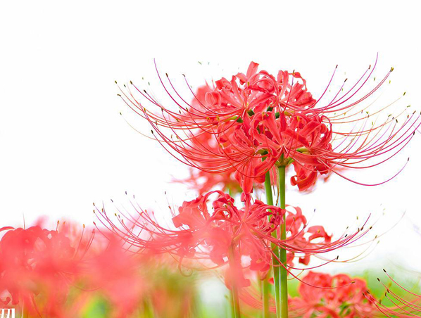 Extracto de hierba Lycoris Radiata
