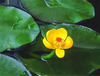 Extracto de raíz de Nuphar Pumilum