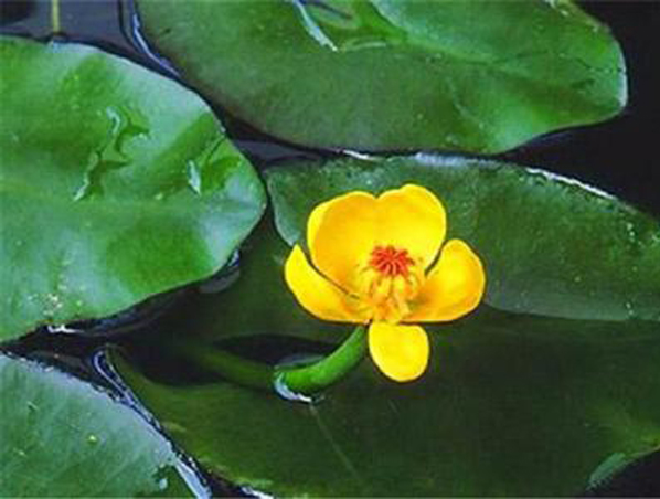 Extracto de raíz de Nuphar Pumilum