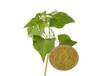 Extracto de hoja de trigo sarraceno