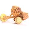 Extracto de hongo medicinal Agaricus Blazei