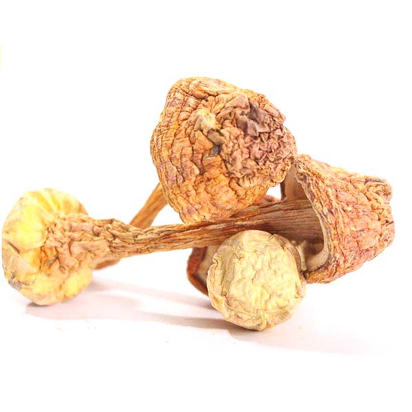 Extracto de hongo medicinal Agaricus Blazei