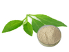 Extracto de hoja de notoginseng
