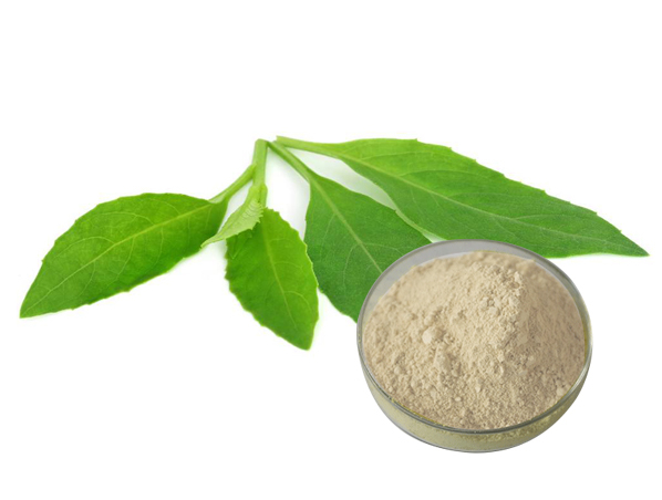 Extracto de hoja de notoginseng