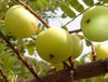 Extracto de Phyllanthus Emblica