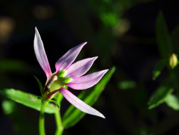 Extracto de Lobelia Intiata
