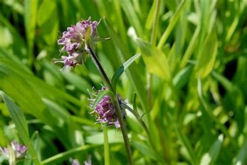 Nardostachys jatamansi