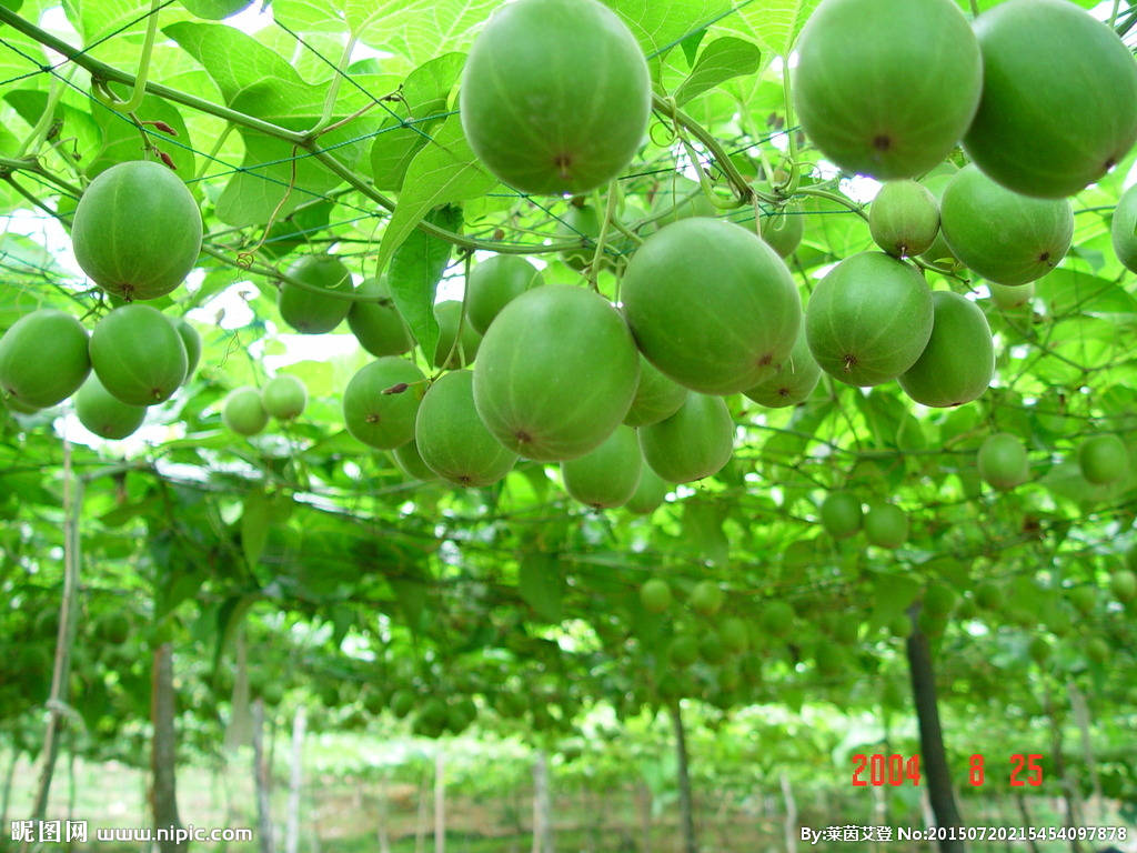 ¿Qué es Luo Han Guo/Fruta del Monje? ¿Cuáles son los beneficios?