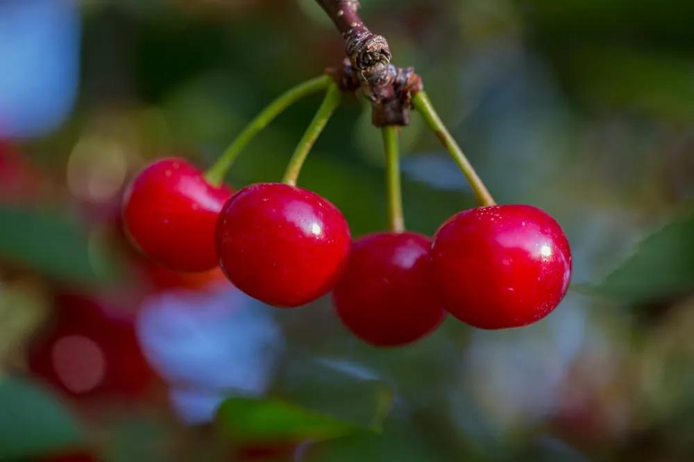 Extracto de cereza ácida orgánica