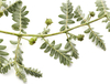 Extracto de Tribulus Terrestris