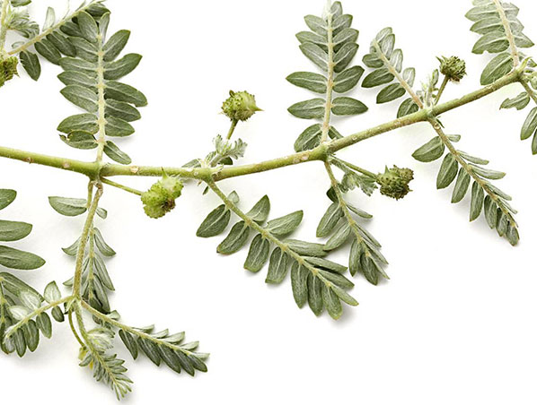 Extracto de Tribulus Terrestris