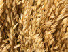 Extracto de avena
