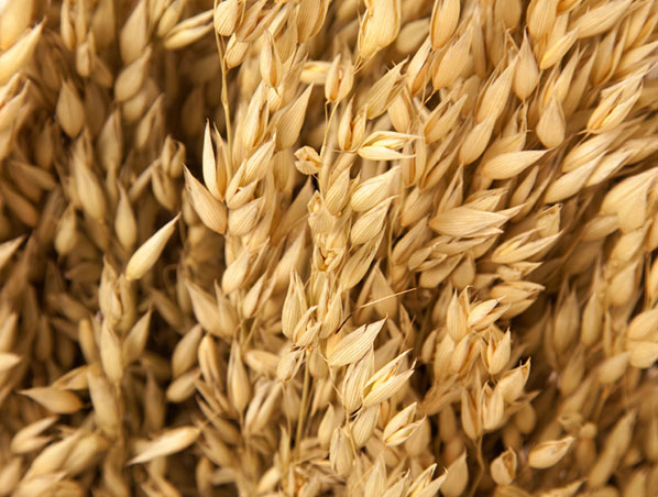 Extracto de avena