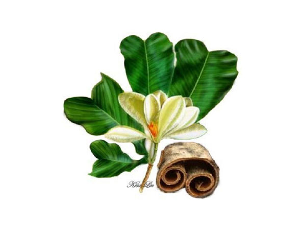 Extracto de corteza de magnolia