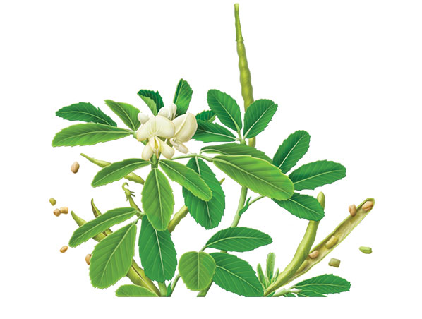 Extracto de semilla de fenogreco