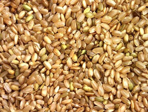 Extracto de arroz integral
