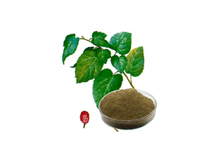 Extracto de hoja de morera