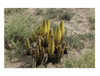 Extracto de Cistanche Deserticola