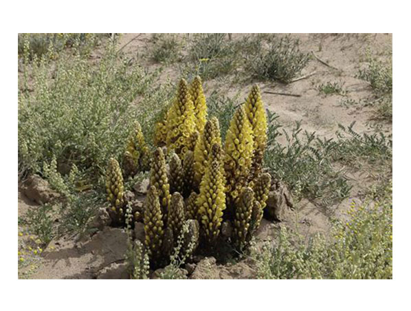 Extracto de Cistanche Deserticola