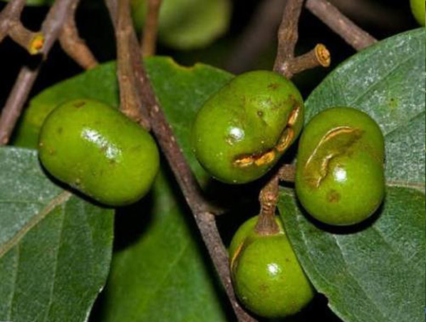 Extracto de Pygeum Africanum