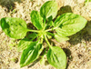 Extracto de hierba de plantago