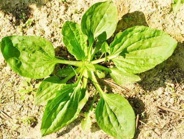 Extracto de hierba de plantago