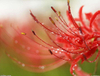 Extracto de hierba Lycoris Radiata