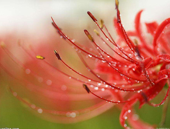 Extracto de hierba Lycoris Radiata