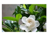 Extracto de gardenia