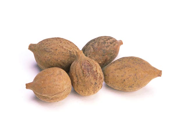 Extracto de Terminalia Bellerica