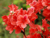 Extracto de rododendro caucasicum