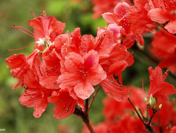 Extracto de rododendro caucasicum