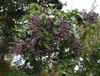 Extracto de Ligustrum Ácido oleanólico